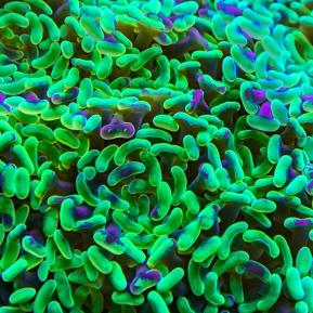 Imbalanced Gut Flora And Probiotics 